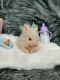 Силиконовый кролик реборн Rebunny